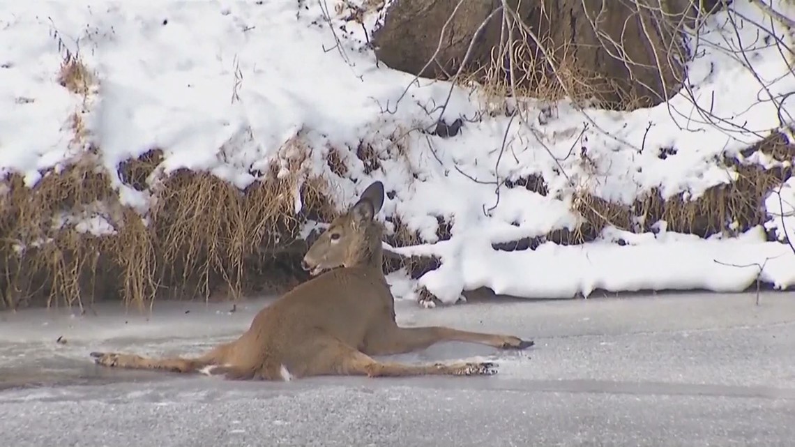 Deer in viral 'stuck on ice' video euthanized