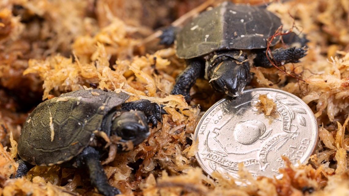 Zoo Atlanta baby turtles, critically endangered | 12news.com
