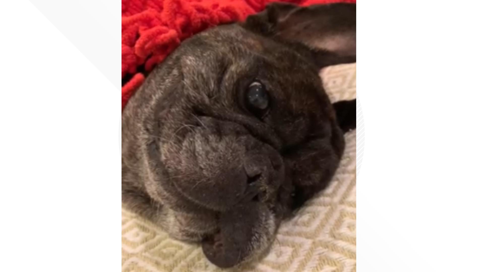 Pet investigation reaction to arthritis medication librela fda